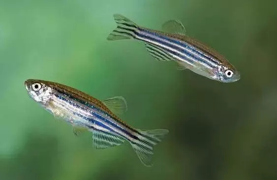 是什么让斑马鱼成为了模式生物_百科TA说