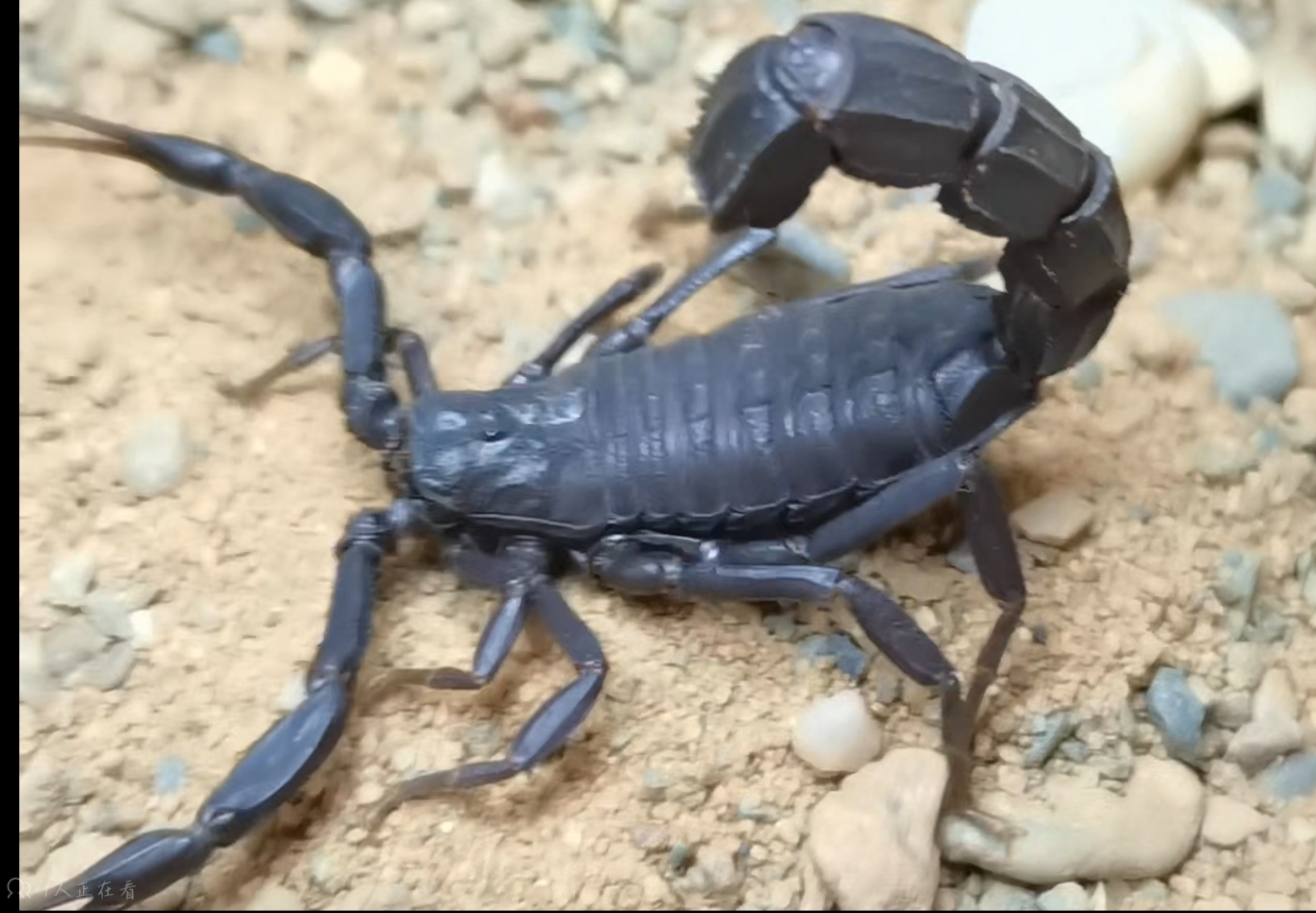 "9640048">神经毒素 /a>,号称世界第三毒蝎子(第二毒为希腊齿钳蝎odon