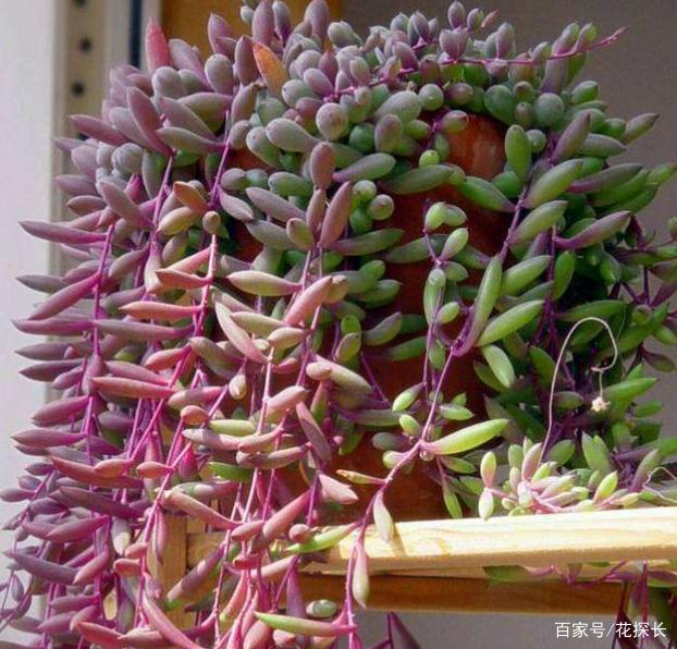 肉友 想将盆栽养成 瀑布 花海 就得选紫玄月 黄花新月 百科ta说