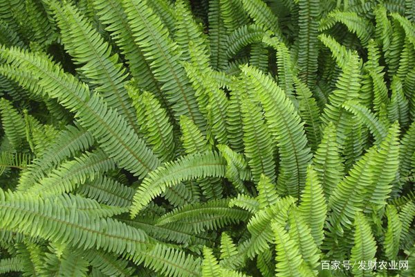 常见的10种蕨类植物 这种四季常青 适合盆栽 百科ta说