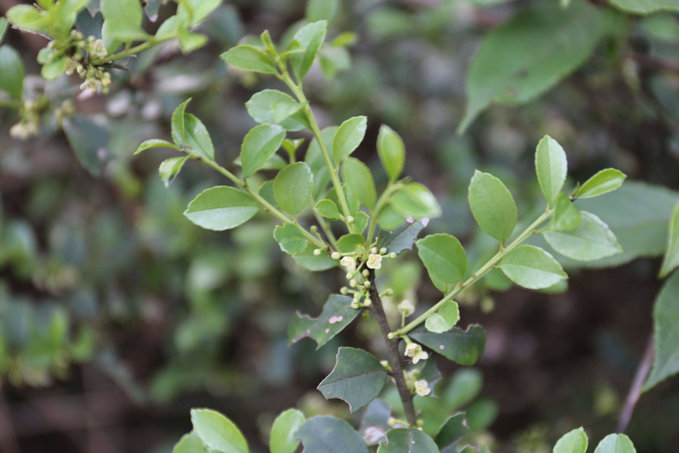  p>尾尖叶冬青是一种冬青科植物,于1963年引种. /p>