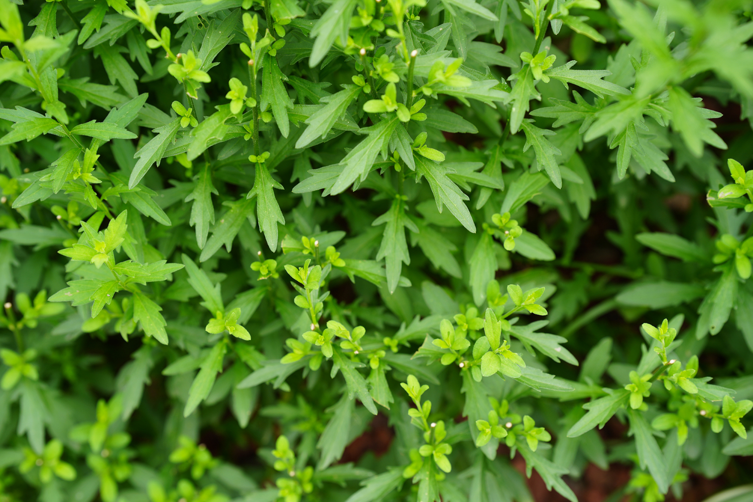马兰（菊科紫菀属植物）_百度百科