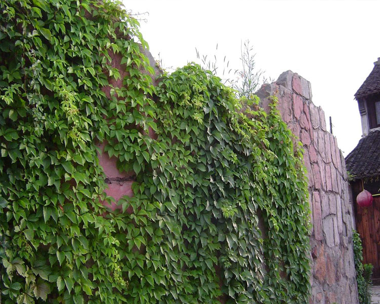 三叶崖爬山虎