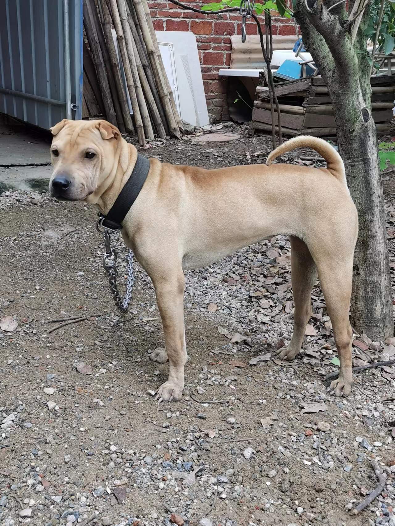 " data-lemmaid="219665">标准 /a>为hkka(hong kong and kowloon