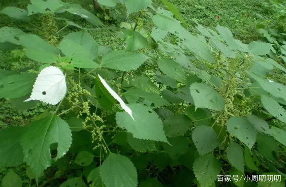 苎麻：古代贵为“软黄金”，如今常用来喂鱼，做美食简直绝绝子_百科TA说
