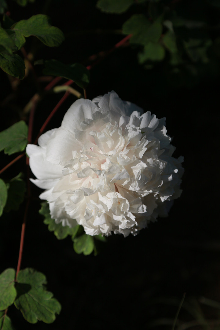 白牡丹