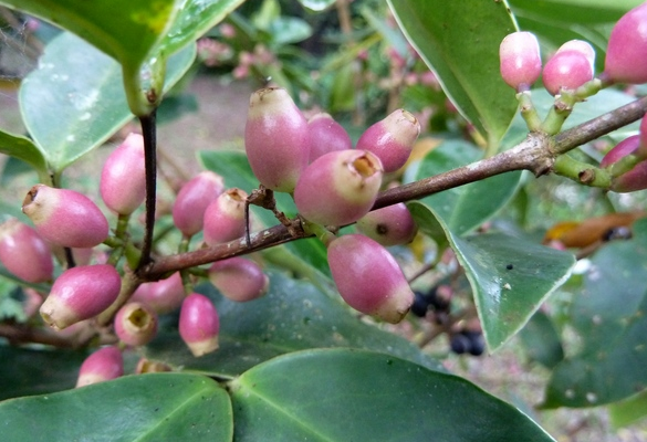 海南谷木海南个体002是