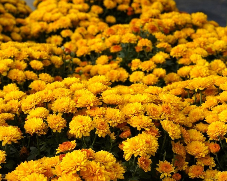  p data-id="tb6hzvtanhjk">金球菊为菊科亚菊属的多年生直立草本或亚