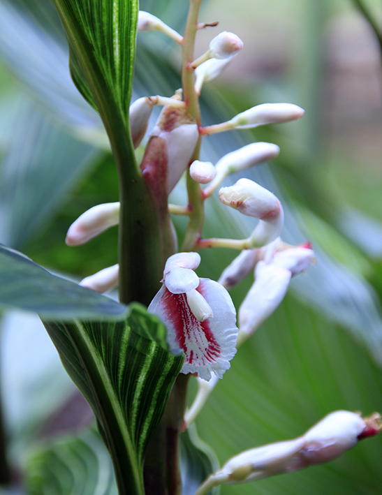  p>美山姜(学名: i>alpinia formosana  /i>k. schum.