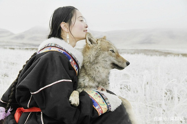 《重返狼群》《再见格林》人比狼高级，但狼比人更高贵_百科TA说
