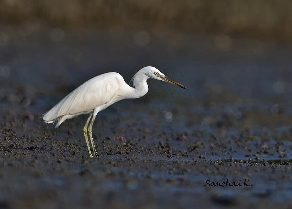  p>黄嘴白鹭(学名: i>egretta eulophotes /i>),也叫白老, a target="