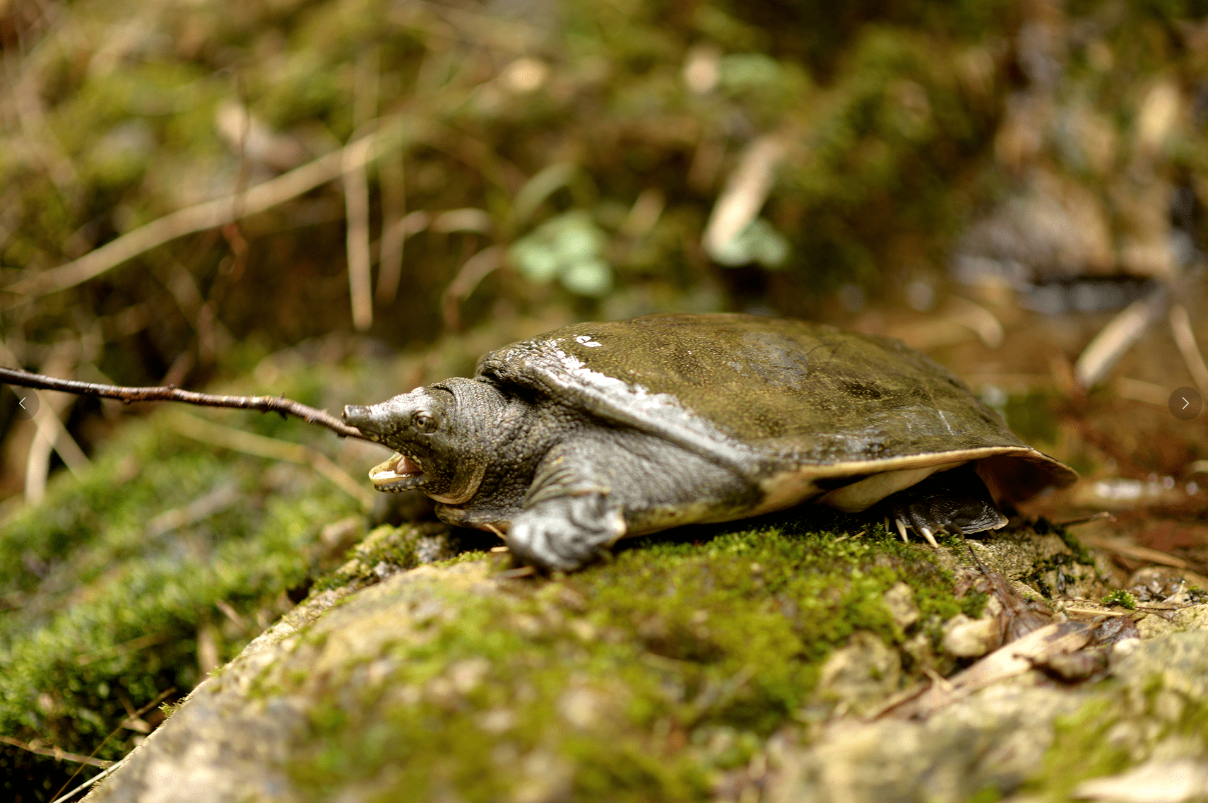 德物优农江水甲鱼