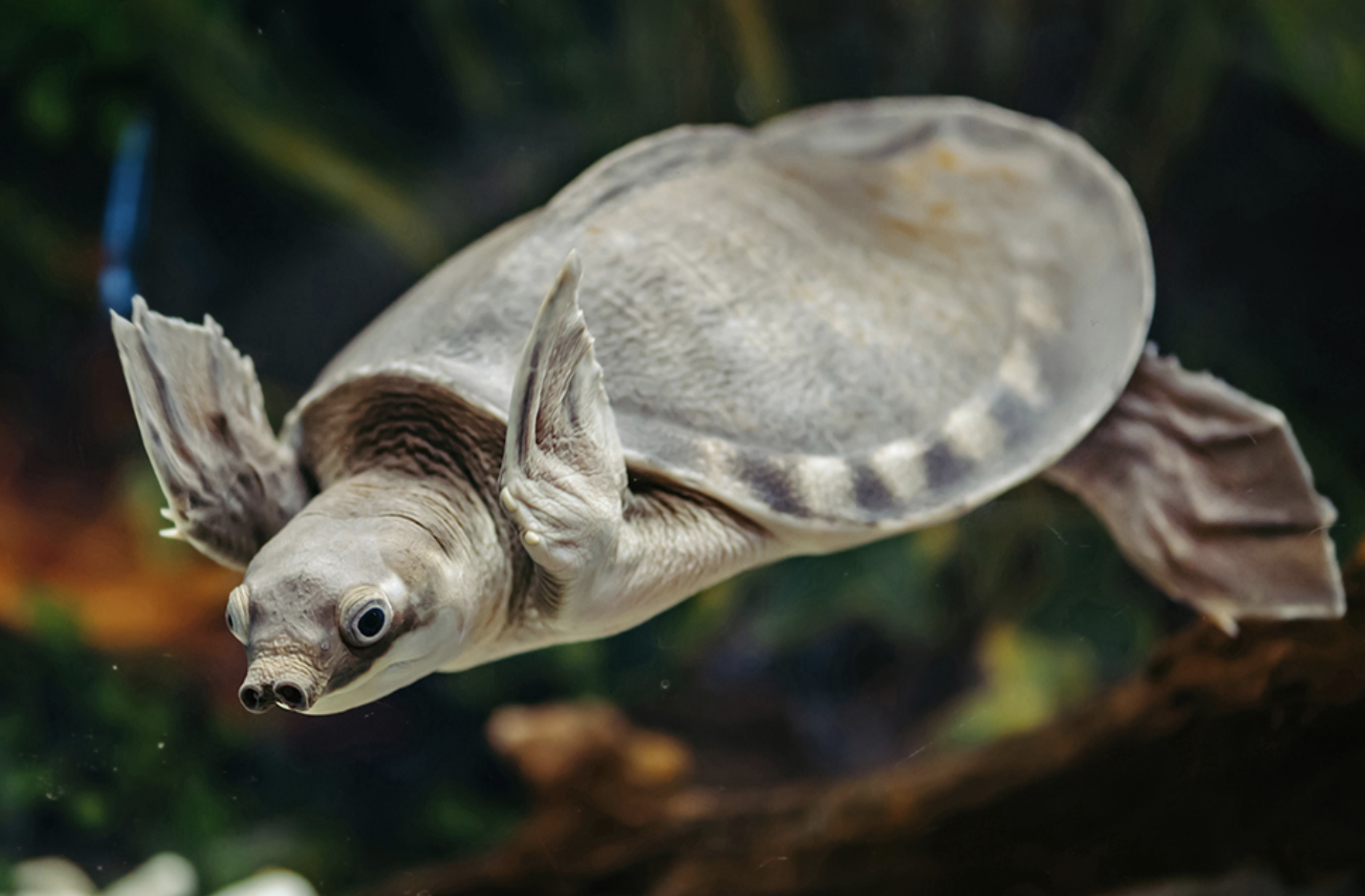  p> span class="ref" data-ctrid="sfrzvajw6khe">猪鼻龟(学名: 