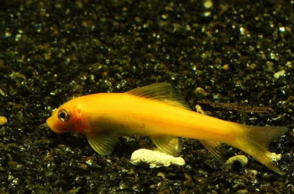 作为工具鱼 金苔鼠 称职 吗 百科ta说