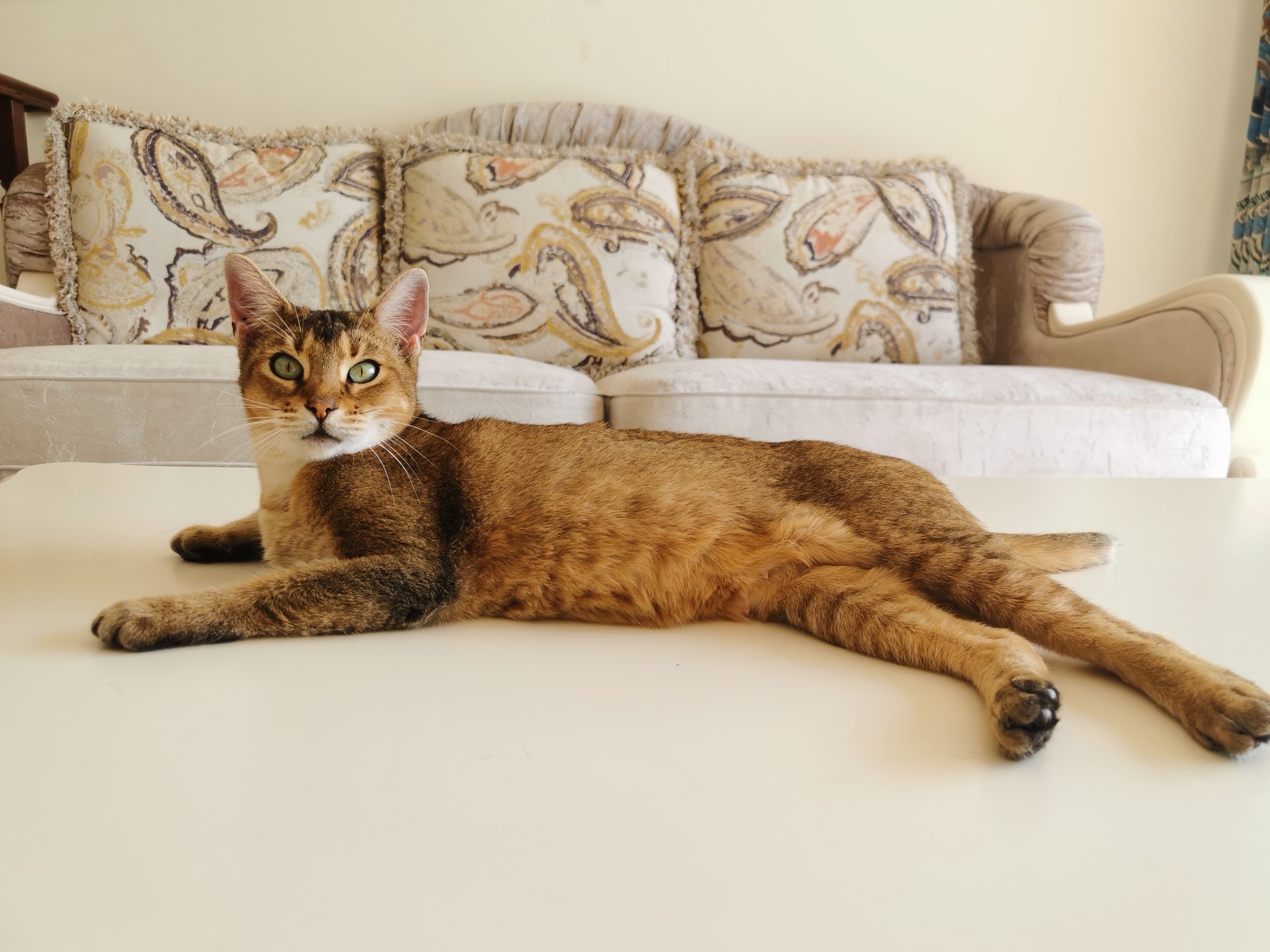  p data-id="gnwhvsdbez">非洲狮子猫,一种有一