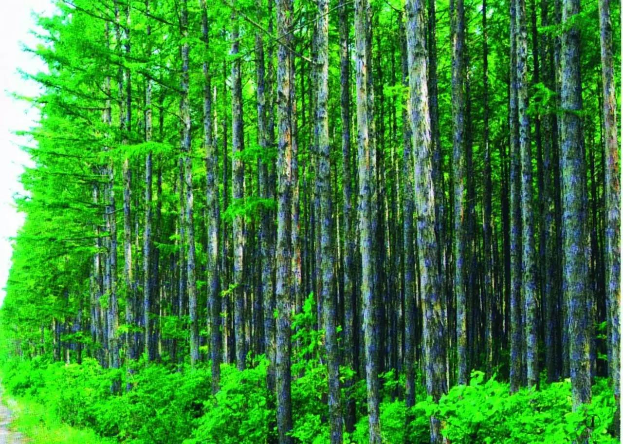 孟家岗森林公园始建于1956年,位于黑龙江省佳木斯市桦南县孟家岗镇