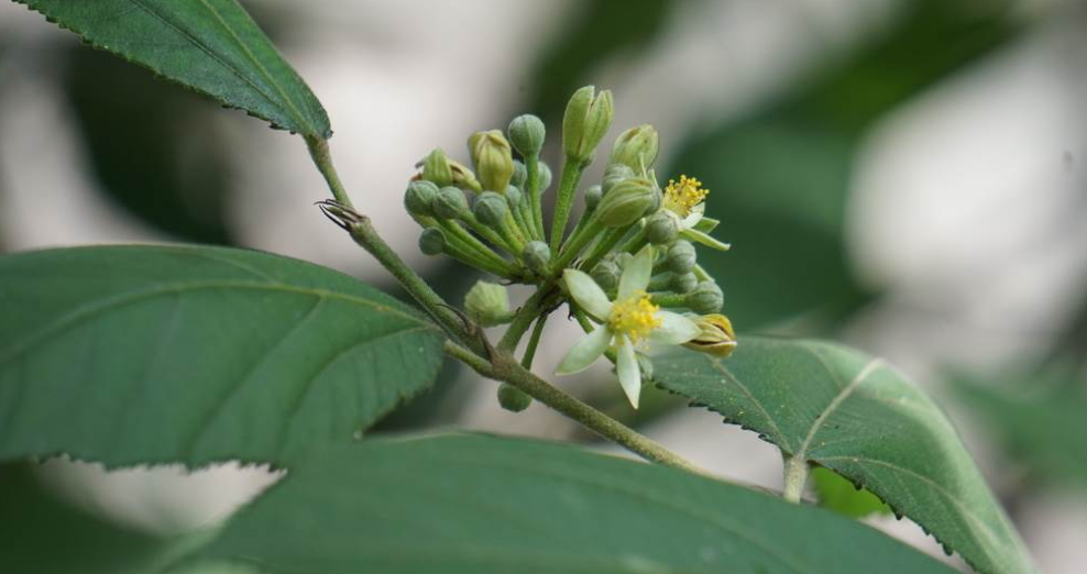 扁担杆(原变种)