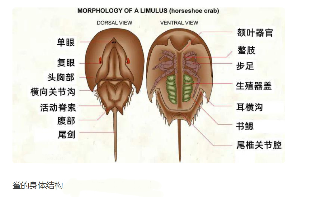 中国鲎是肢口纲鲎科鲎属节肢动物,又名鲎