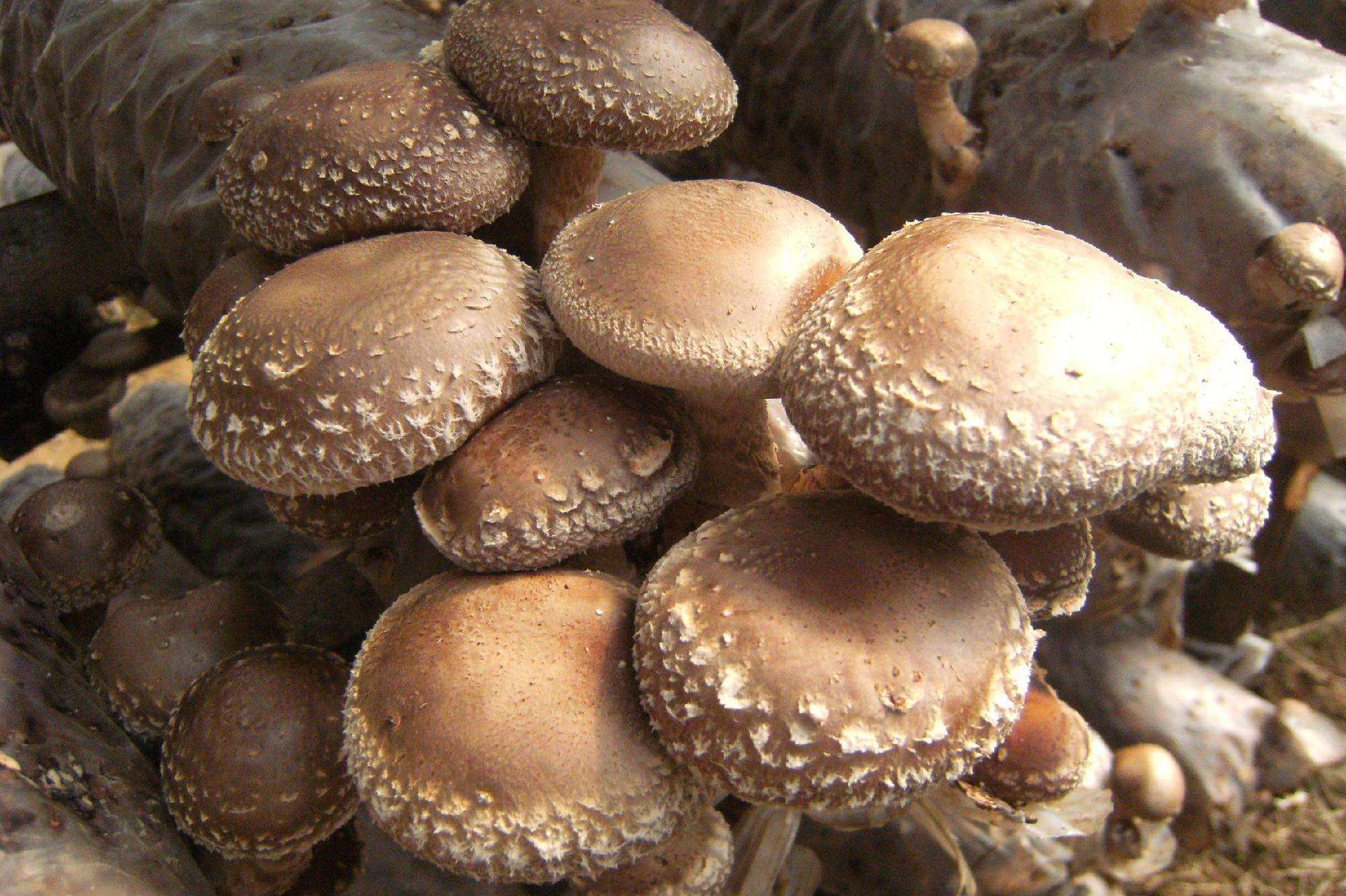 经人工育种种植的香菇品种