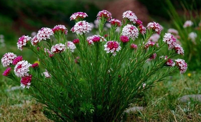 是瑞香科狼毒属多年生草本植物.