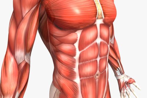  p data-id="gncoayznj1">腹肌是人体 a target="_blank" href="/item