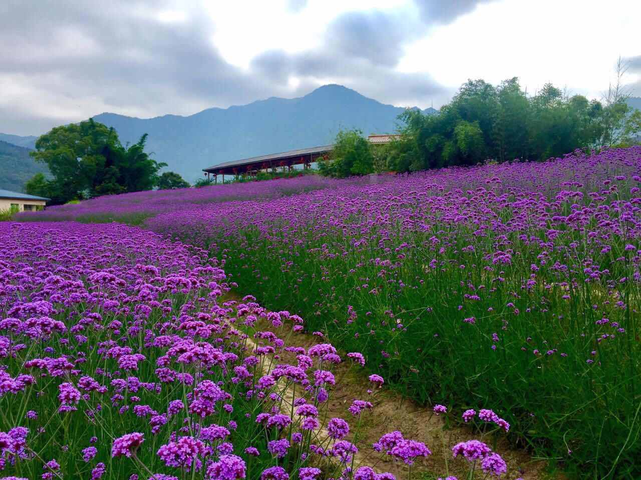 武夷山花世界花卉基地
