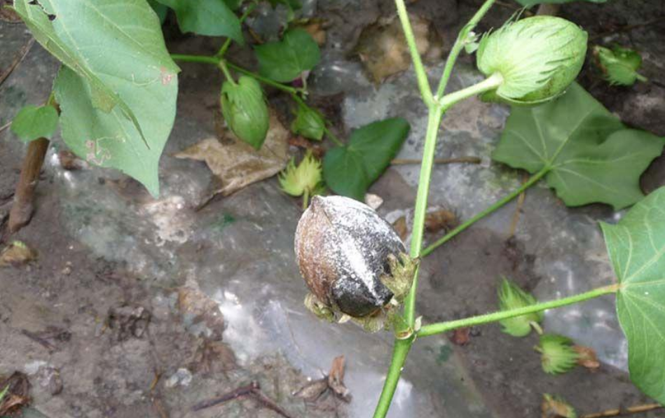 棉花铃疫病
