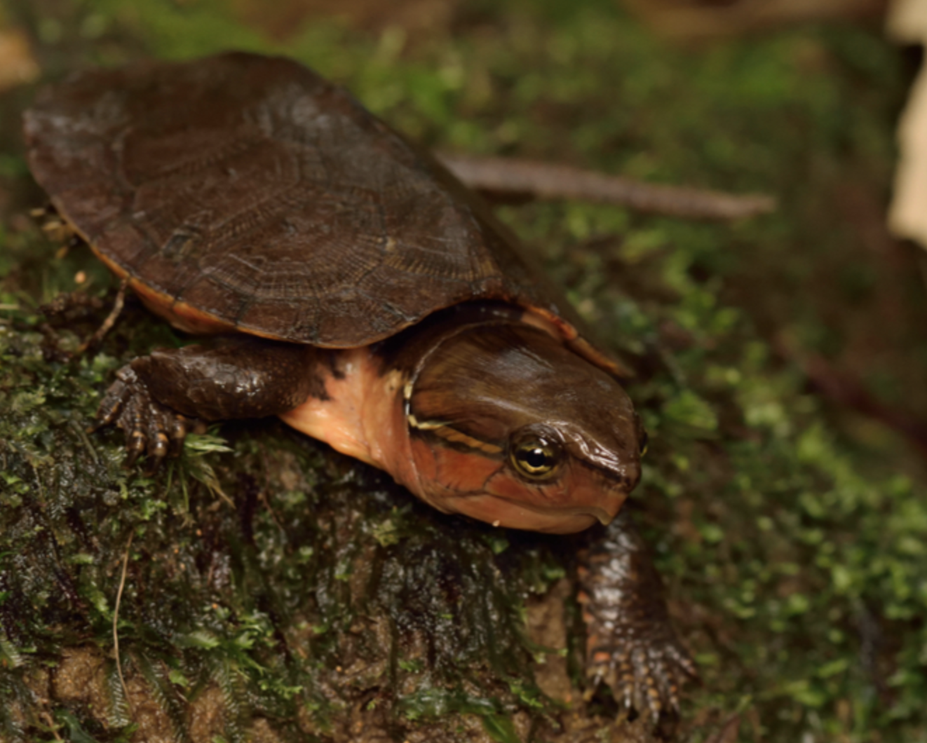  p>平胸龟 (学名: i>platysternon megacephalum /i>)是平胸龟科,平胸