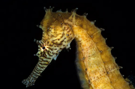 hippocampus  histrix