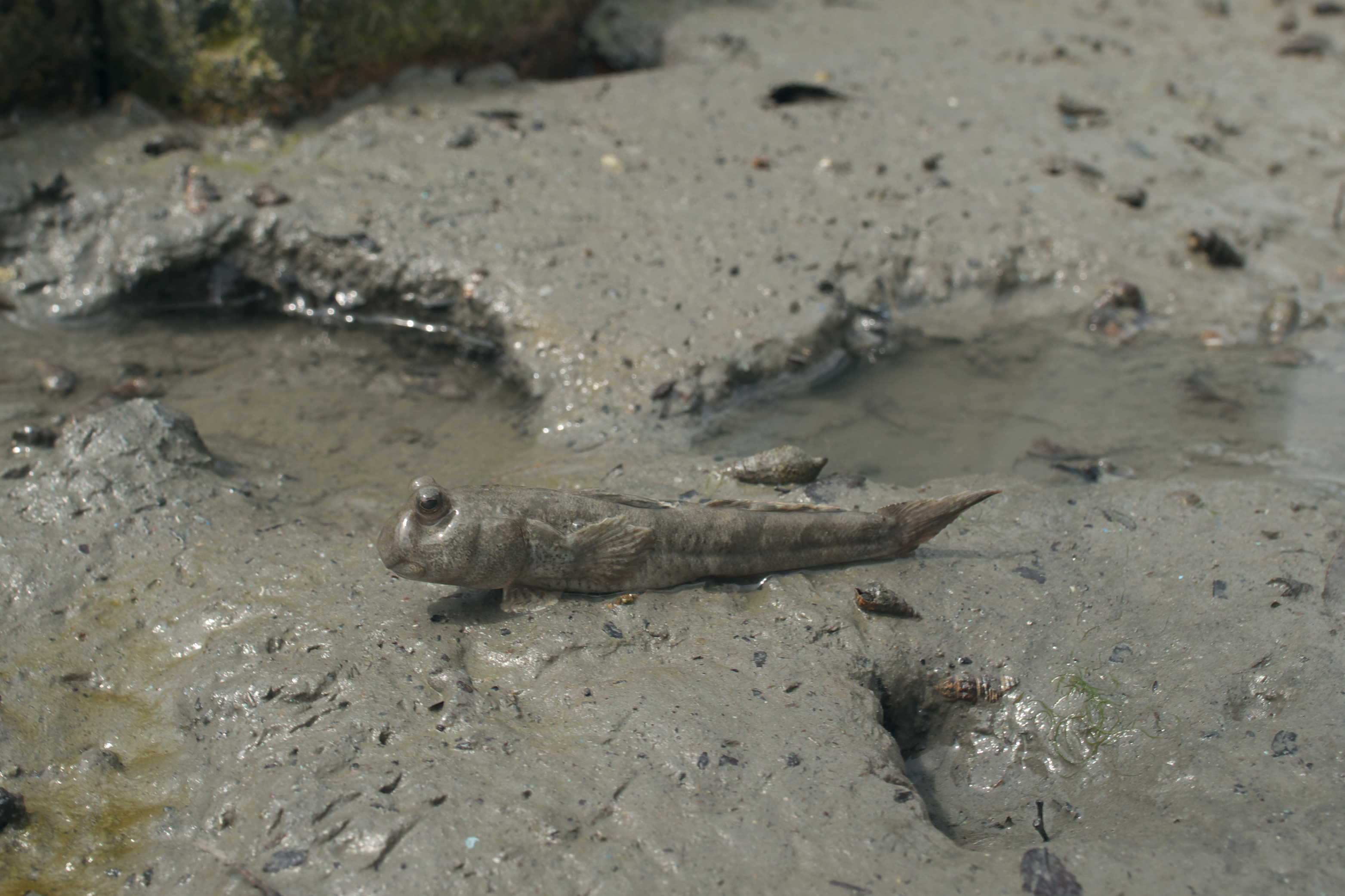  p>弹涂鱼(学名: i>periophthalmus cantonensis /i>)是虾虎鱼科 sup