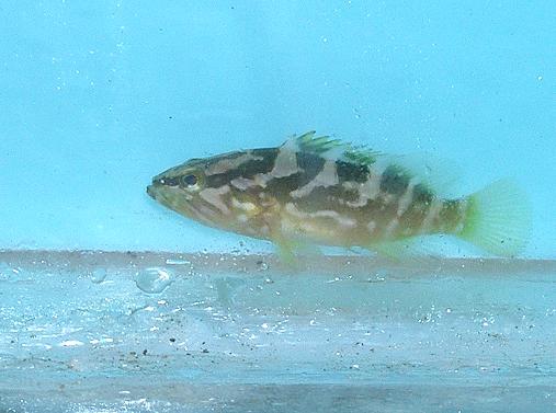  p>云纹石斑鱼(学名: i>epinephelus moara /i>)是鮨科,石斑鱼属鱼类.