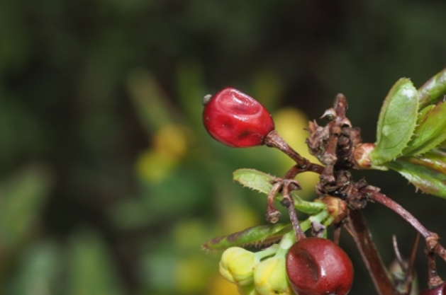  p>种名:鲜黄小檗 学名: b>berberis diaphana maxim /b>.