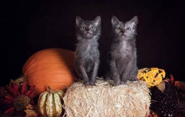 狼猫：可怕还是可爱？_百科TA说