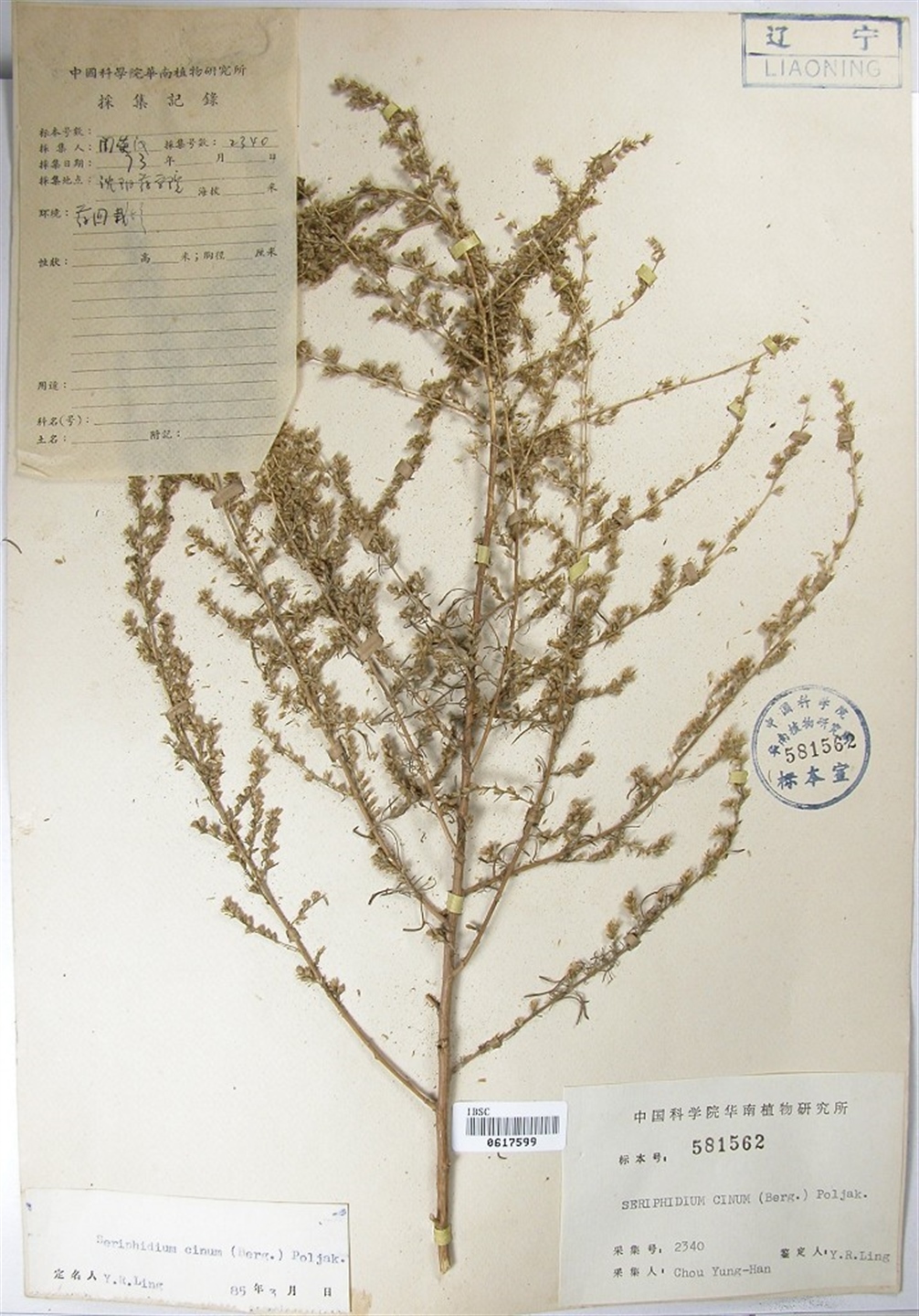  p>蛔蒿(学名: i>seriphidium cinum /i> (berg. ex poljak.