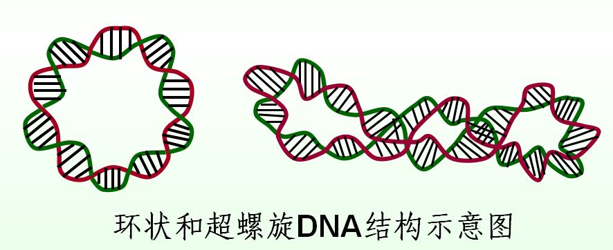 环状dna