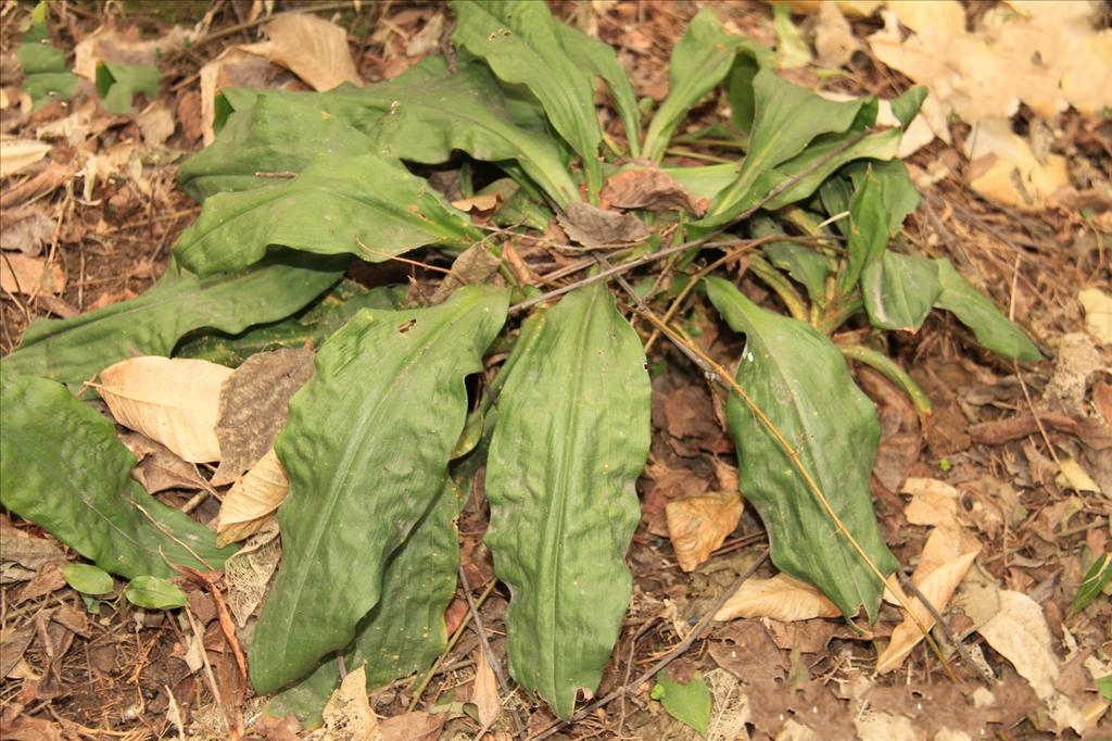  p>筒花开口箭(学名: i> tupistra delavayi  /i>franch i>.