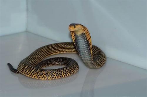 眼镜蛇 ,分布于 a target="_blank" href="/item/菲律宾群岛/3420912"