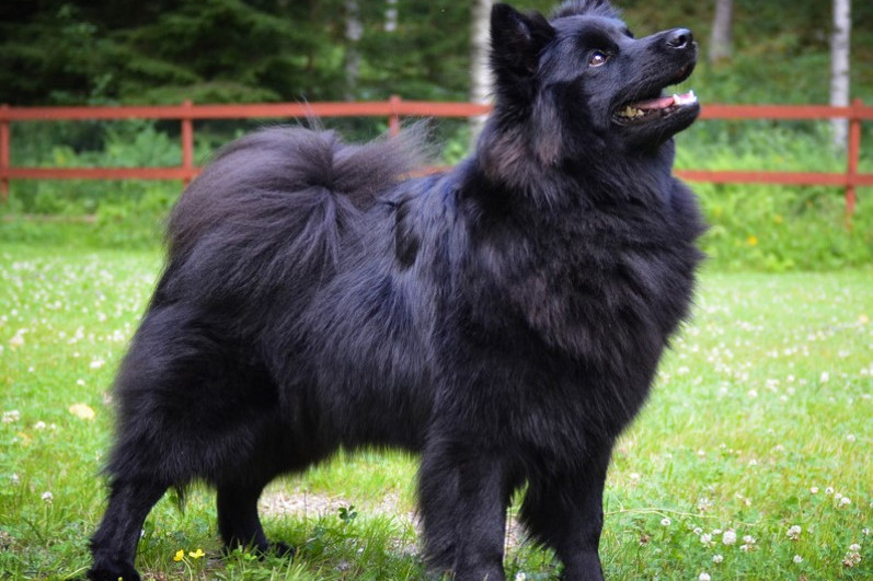  p data-id="gn3uvqkv63">别名/常用名: 别名:瑞典拉普赫德犬,拉普兰