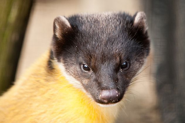 formosan yellow-throated marten