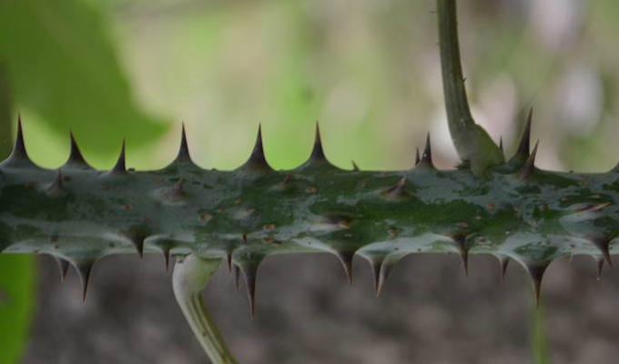 magnificus)是五加科刺楸属刺楸的变种.