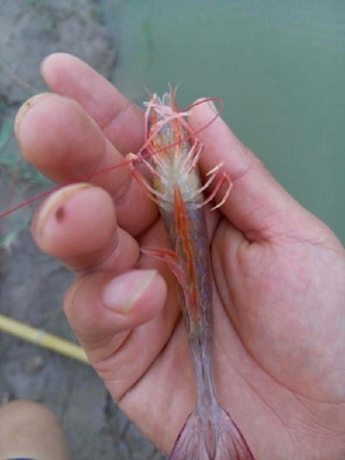  p>对虾红腿病,亦称红脚病,败血病,红肢病等.