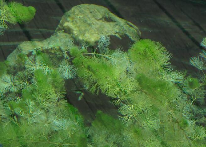  p>水盾草(学名: i>cabomba caroliniana /i> a.