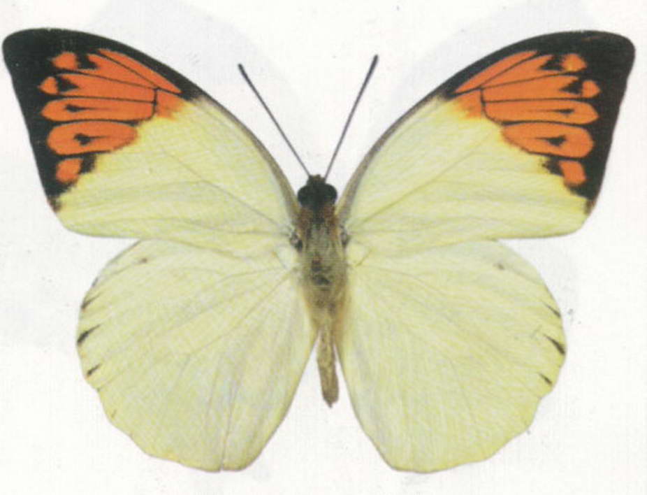  p>双尾褐凤蝶(学名: i>bhutanitis mansfieldi /i>) a href="#" data