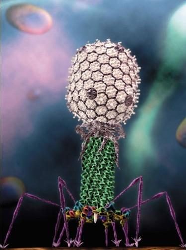  p>脂毛噬菌体科病毒形态为长杆状颗粒,长约410nm,直径约38nm.