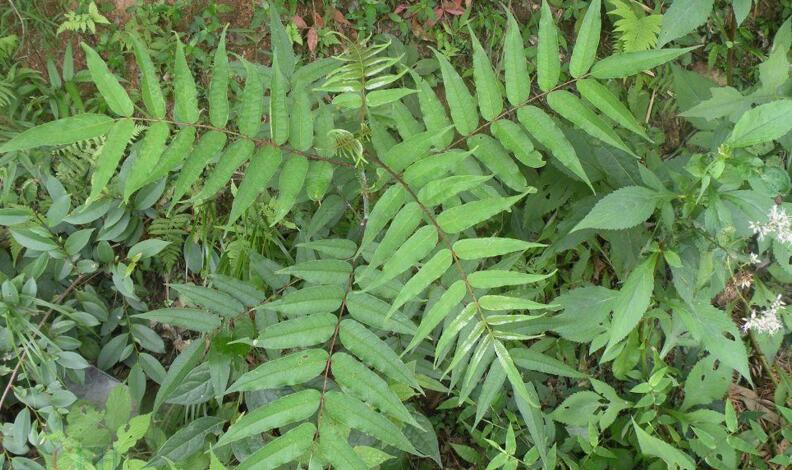  p>椿叶花椒(学名: i>zanthoxylum ailanthoides /i> sieb. et. zucc.