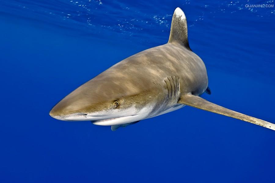 远洋白鳍鲨