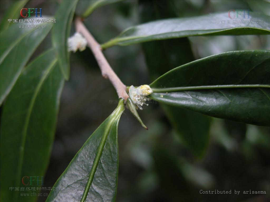  p>薄叶山矾, b>symplocos /b>  b>anomala /b> brand山矾科山矾属