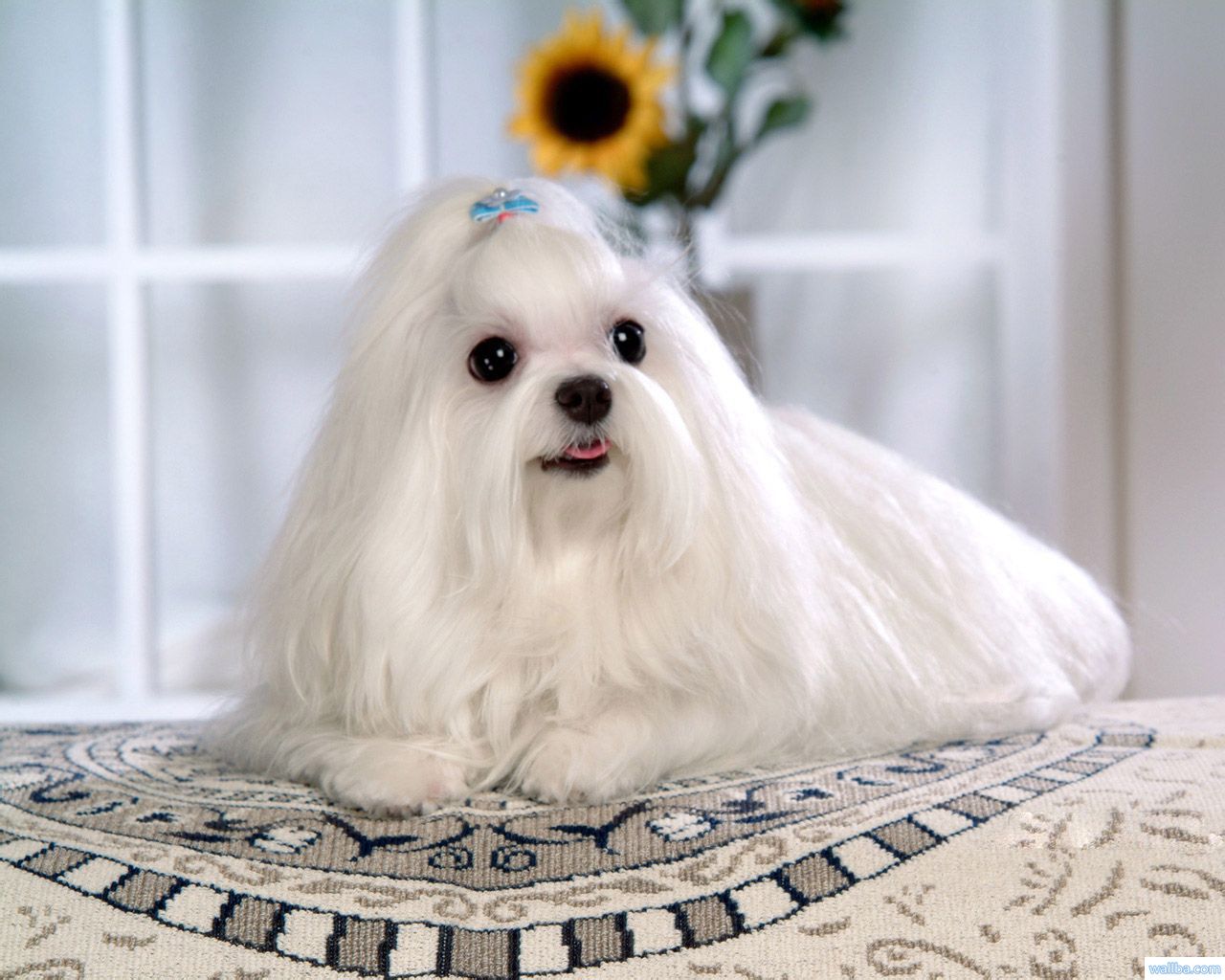  p>马尔济斯犬,英文名maltese,又称马尔他犬,或译成"摩天使".