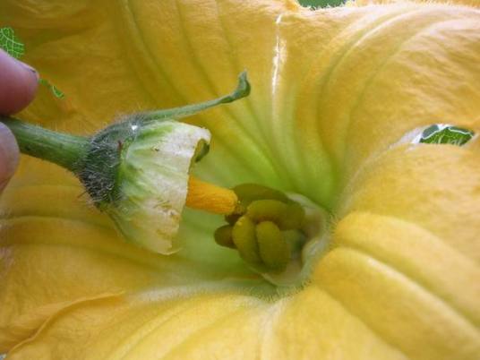 人工授粉 百度百科