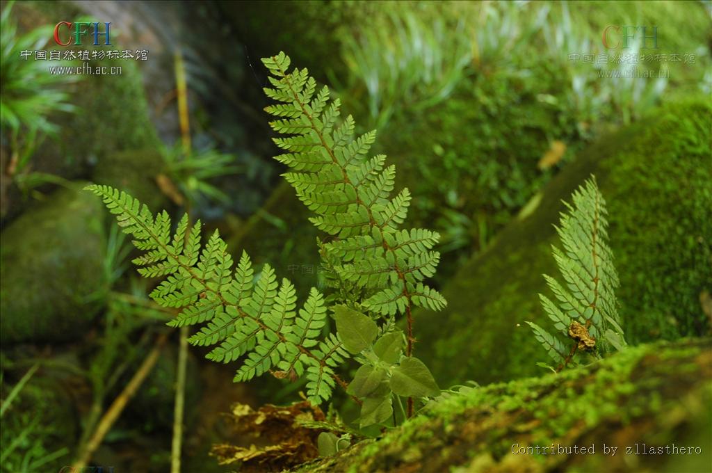 大叶山鸡尾巴草
